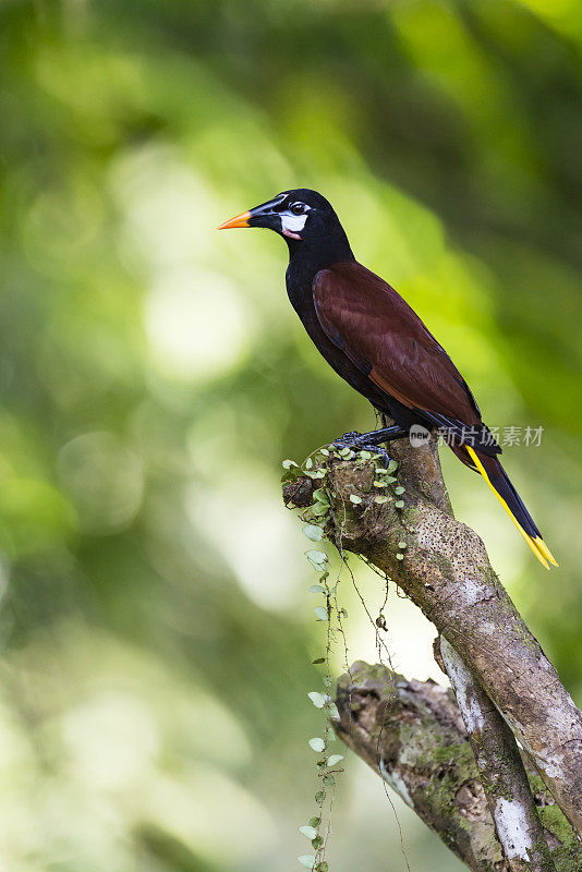 Montezuma Oropendola，哥斯达黎加的野生鸟类，Psarocolius Montezuma